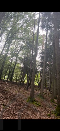 Waldgrundstücke Nähe Emilienruhe Homburg-Kirrberg